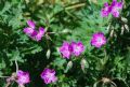 Erodium ciconium